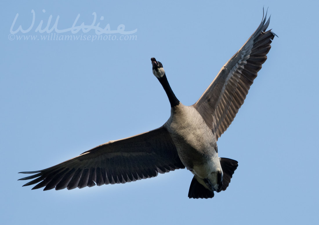 Canada Goose flight Picture