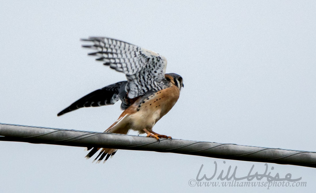 American Kestrel Picture