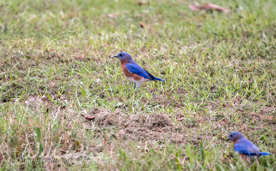 Eastern Bluebird Picture
