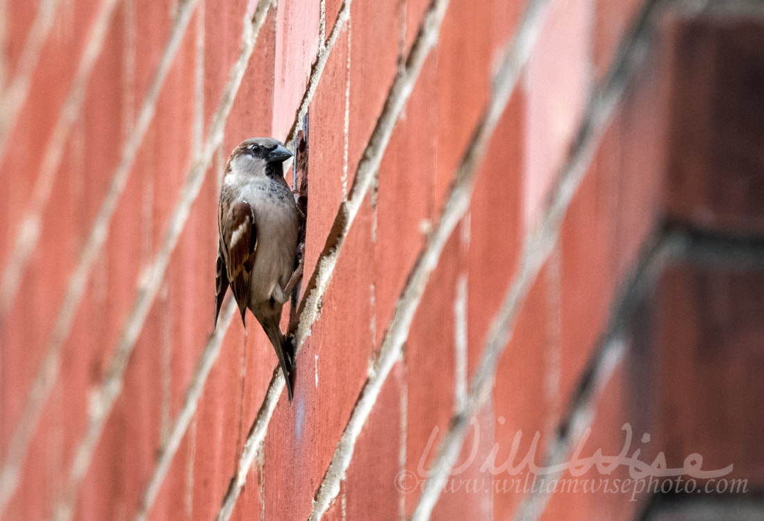 House Sparrow Picture