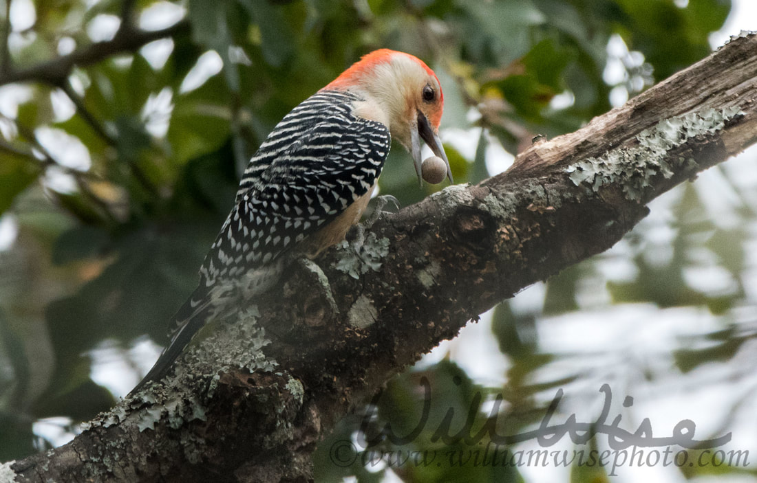 Red Bellied Woodpecker Picture