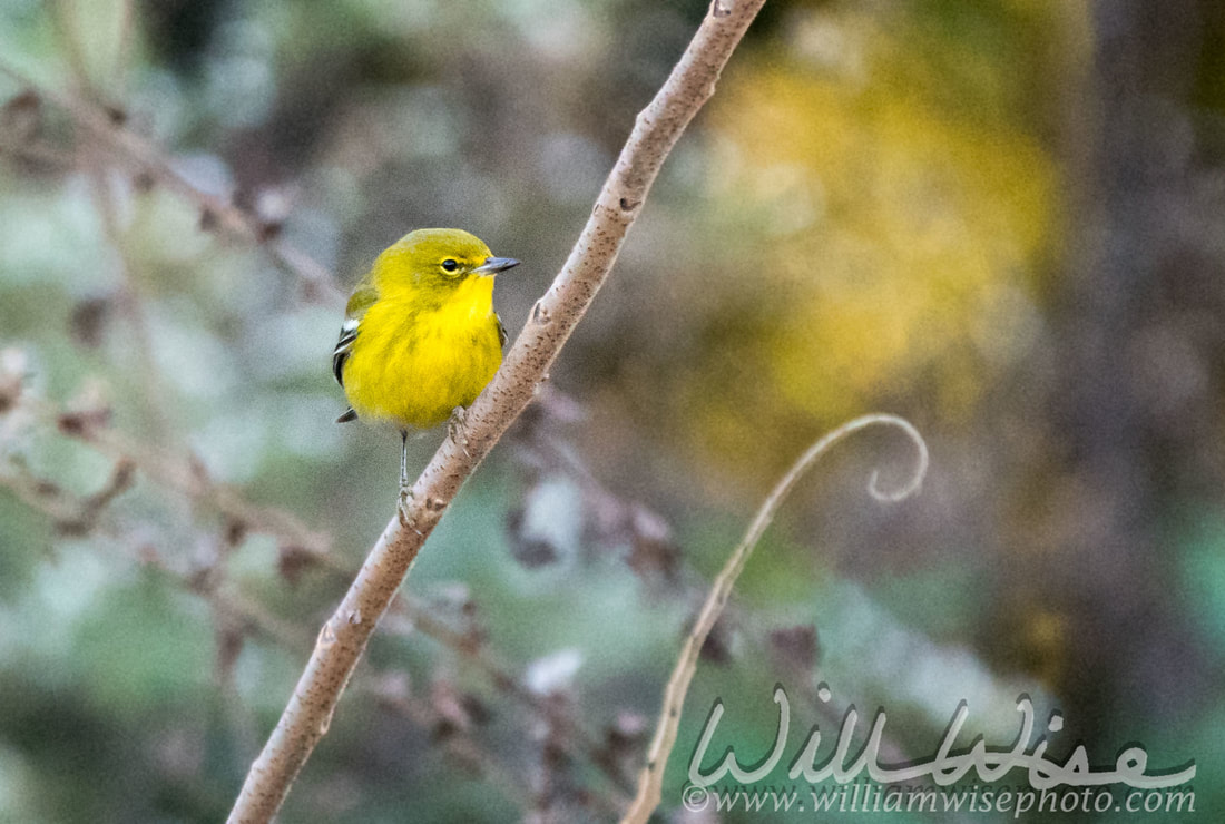 Pine Warbler Picture
