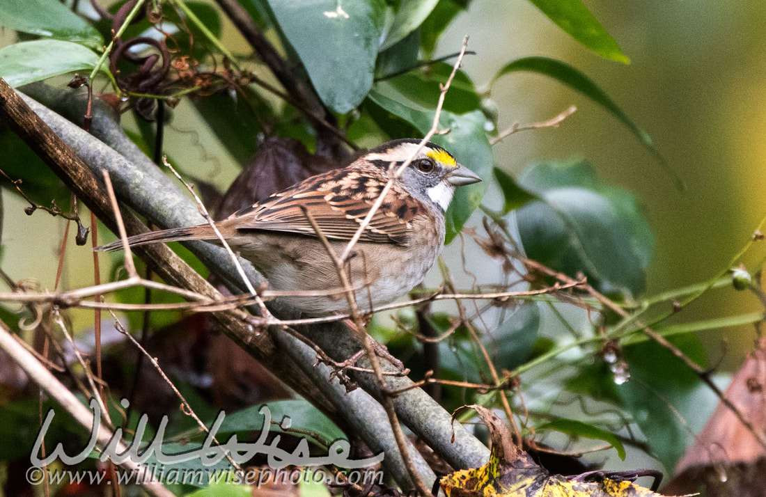White Throated Sparrow Picture