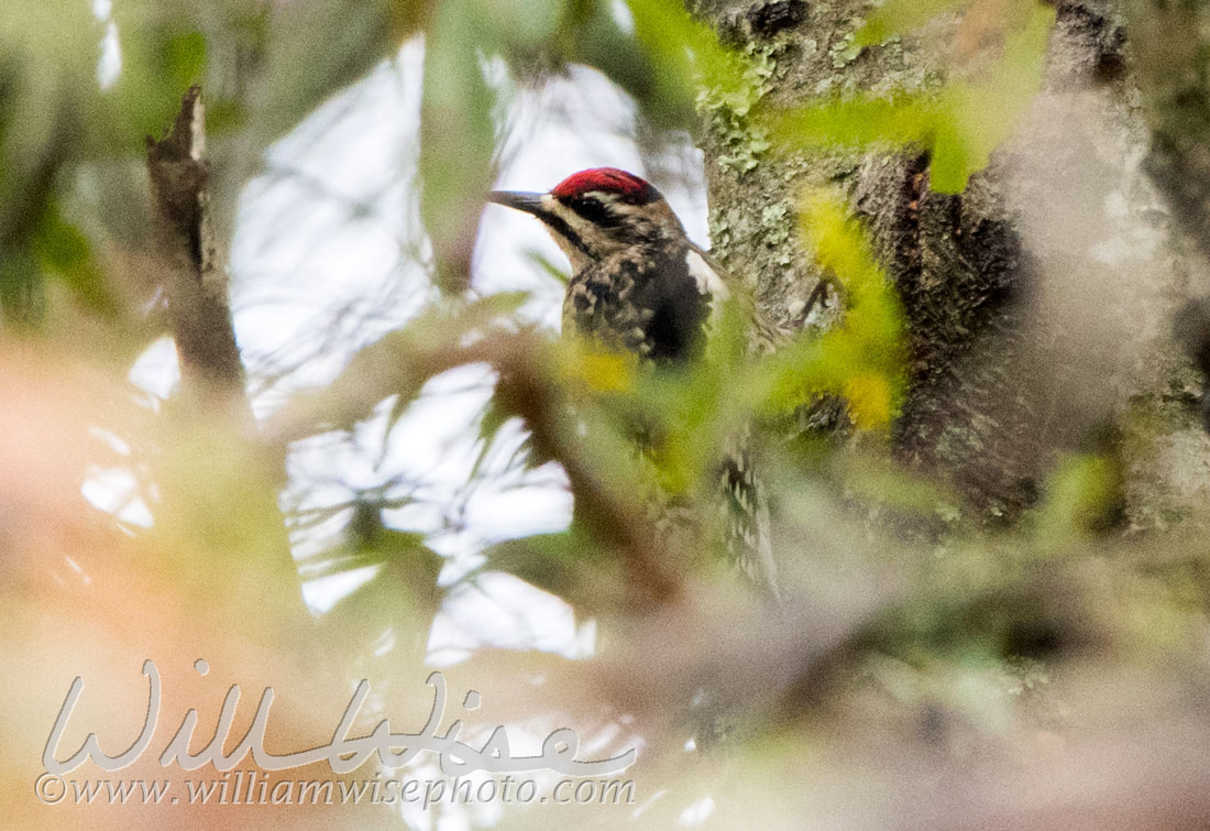Yellow Bellied Sapsucker Picture