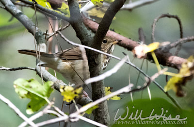 Hermit Thrush; Walton County, GA. 