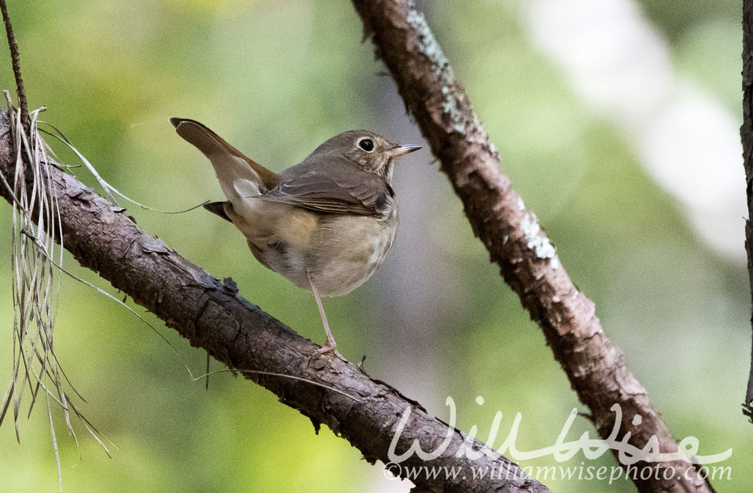 Hermit Thrush Picture