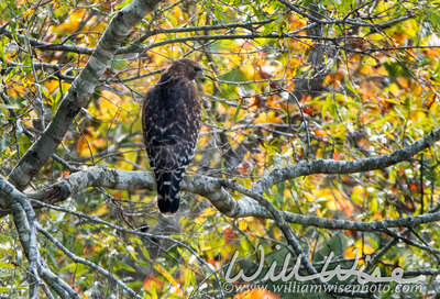Red-shouldered Hawk