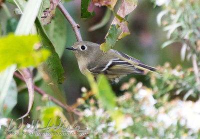 Ruby Crowned Kinglet