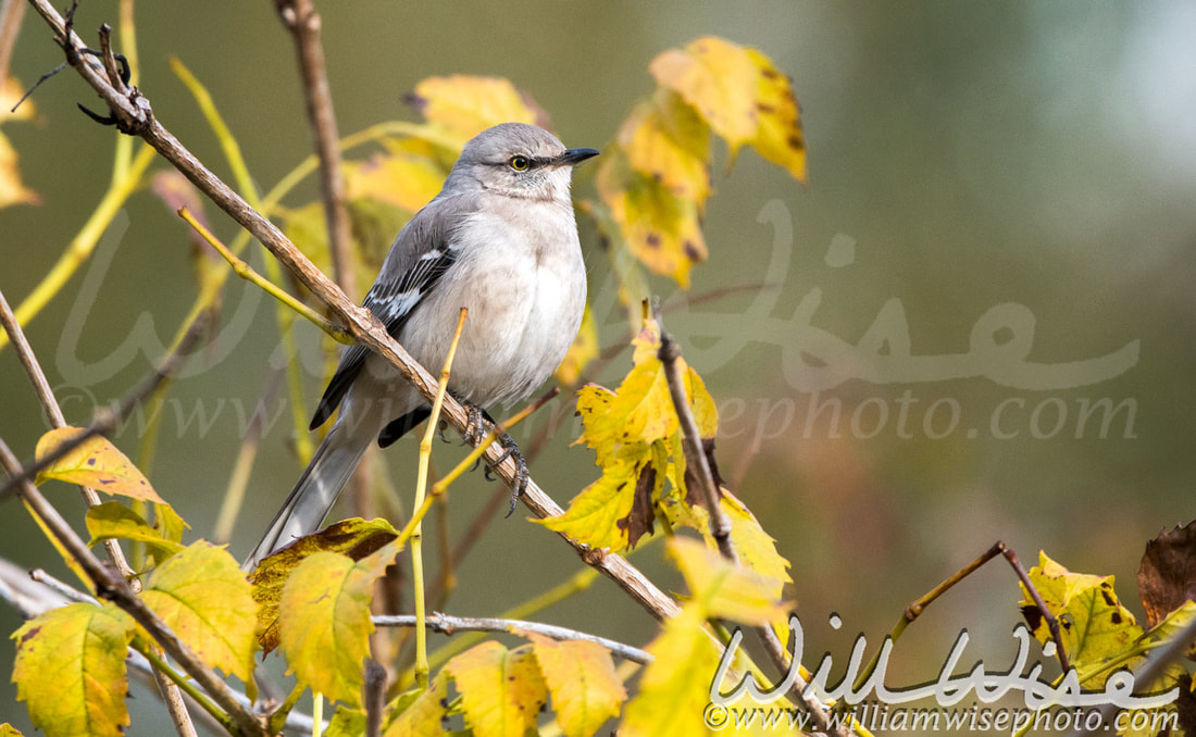 Northern Mockingbird Picture