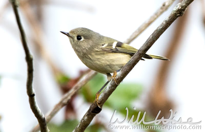 Ruby Crowned Kinglet bird