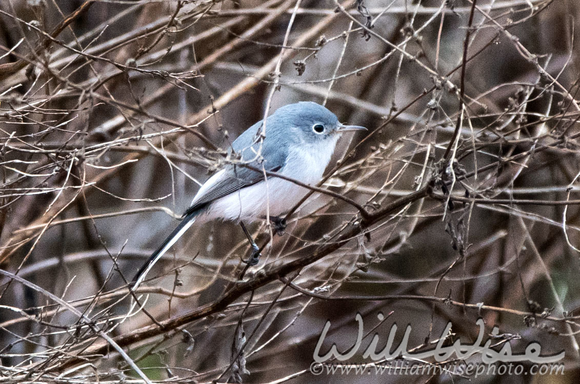 Blue Gray Gnatcatcher Picture