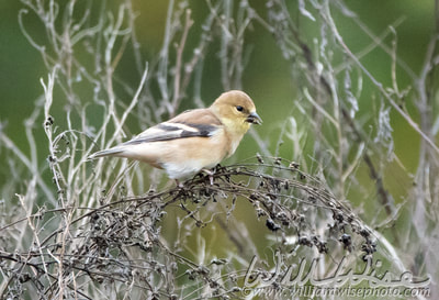 American Goldfinch bird