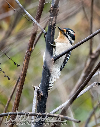 Downy Woodpecker