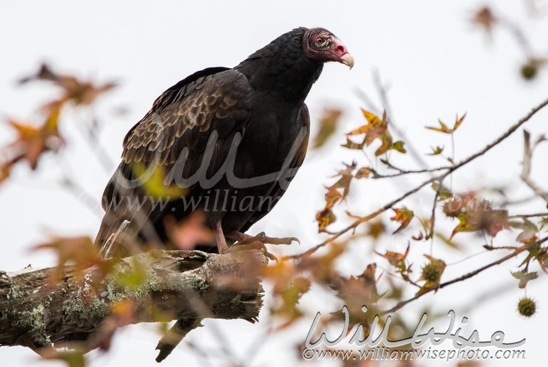 Turkey Vulture Picture