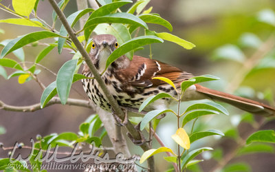 Brown Thrasher bird