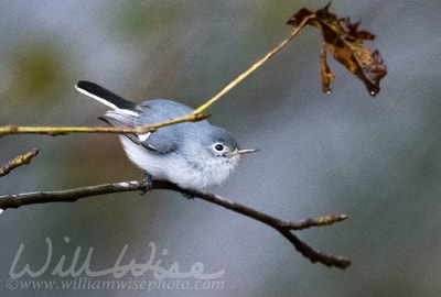 Blue-gray Gnatcatcher