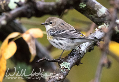 Yellow Rumped Warbler