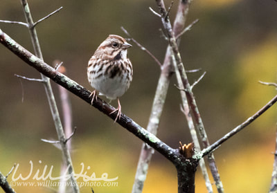 Song Sparrow