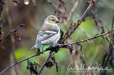 American goldfinch