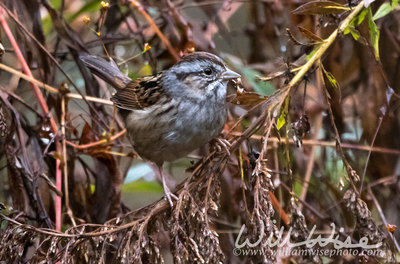 Swamp Sparrow