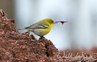 Pine Warbler