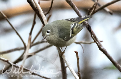 Ruby-crowned Kinglet