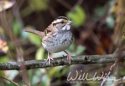 White Throated Sparrow