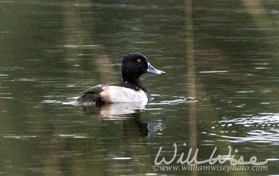 Ring-necked Duck; Walton County, Georgia. Tuesday, November 13, 2018.