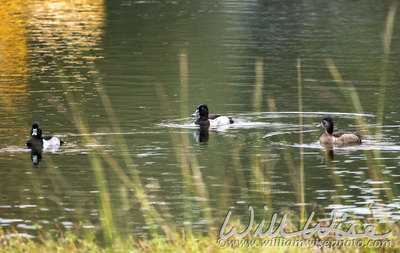 Ring Necked Duck