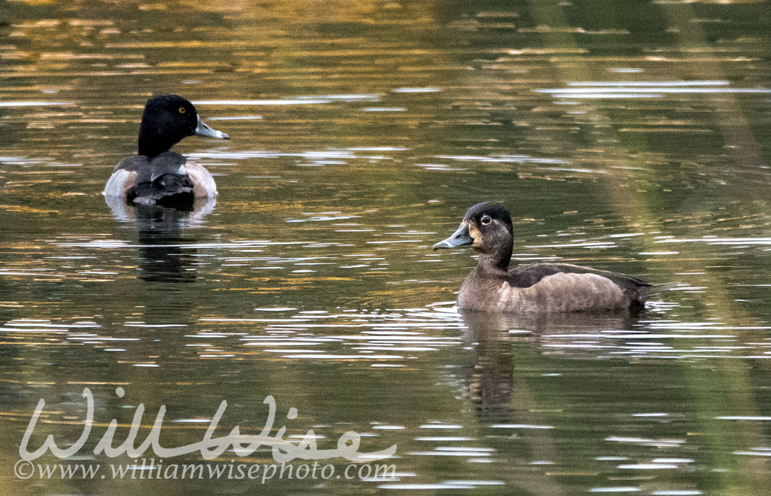 Ringneck Duck Picture
