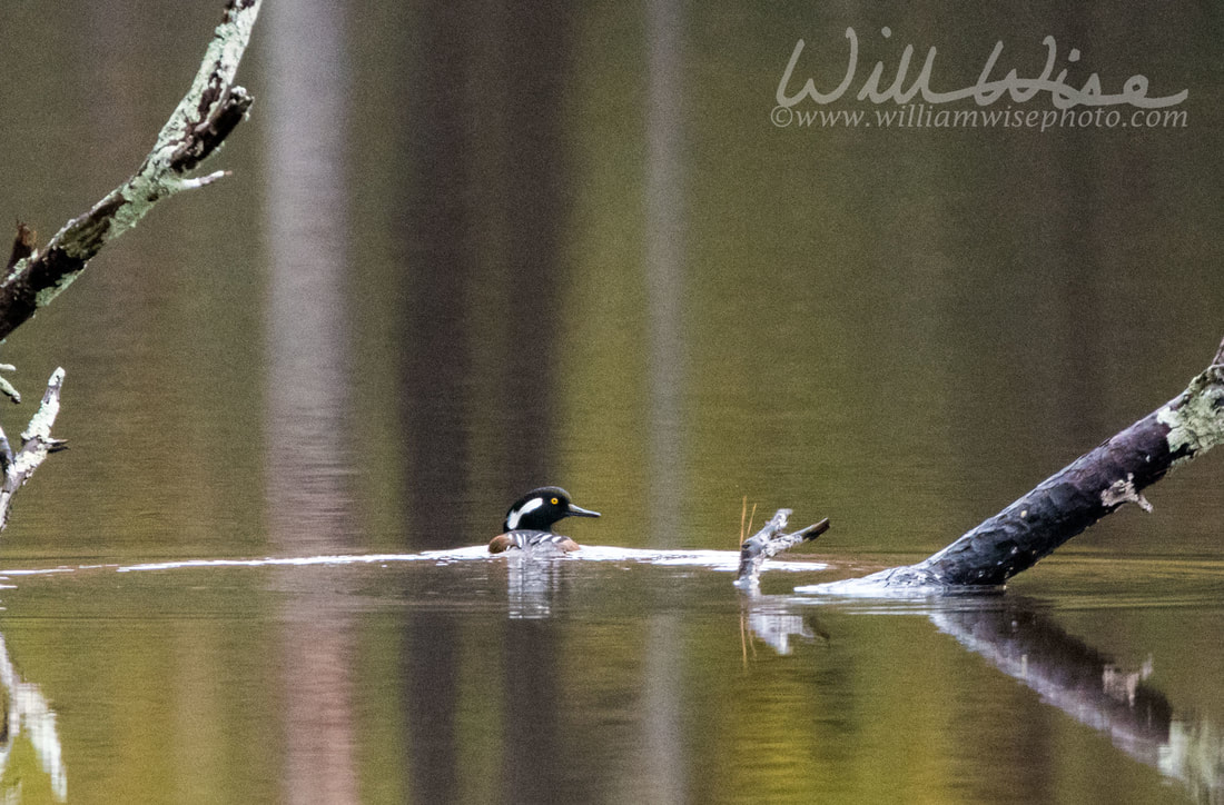 Hooded Merganser Picture