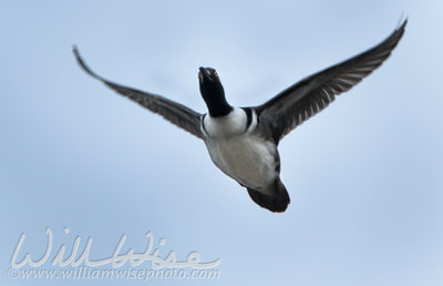 Hooded Merganser