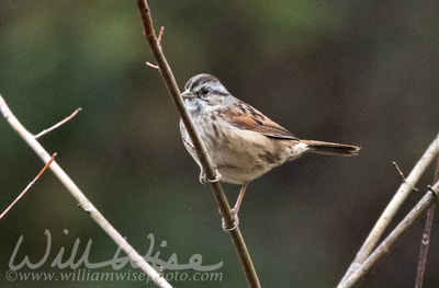 Swamp Sparrow