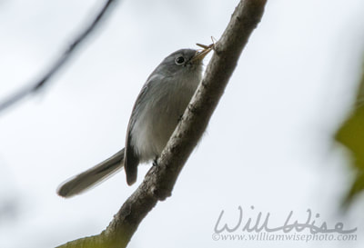 Blue Gray Gnatcatcher