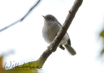 Blue-gray Gnatcatcher