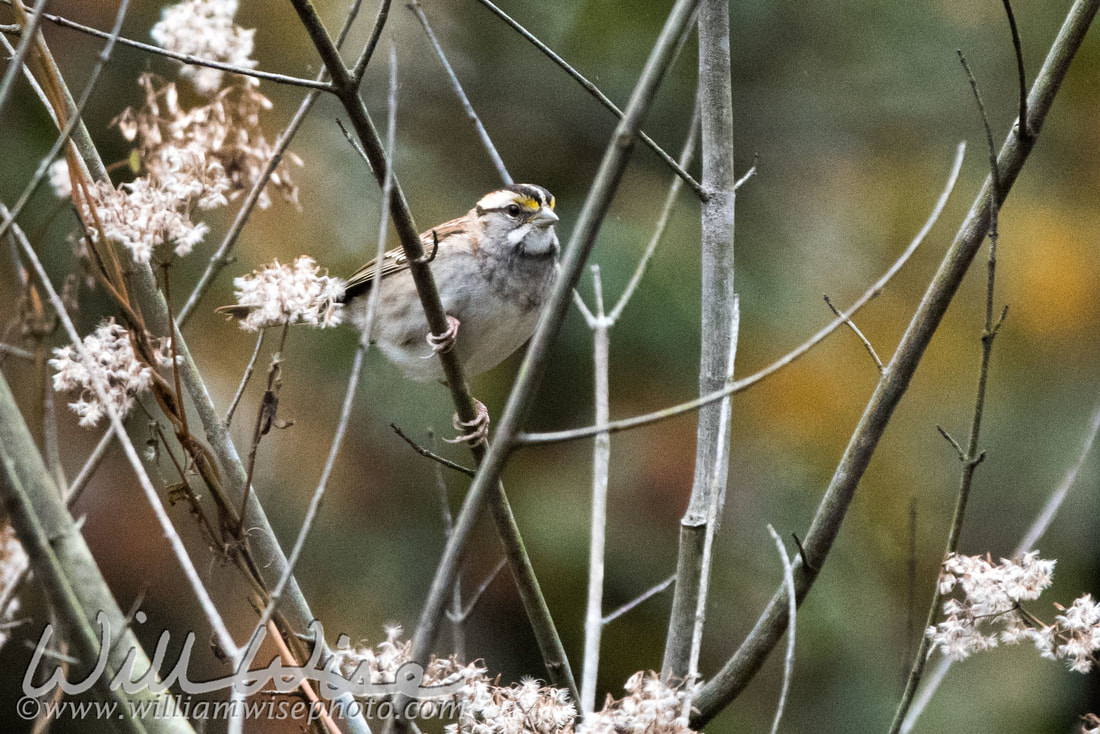 White Throated Sparrow Picture