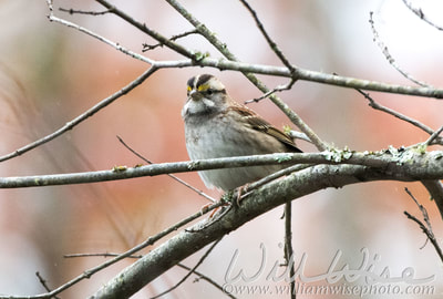 White Throated Sparrow