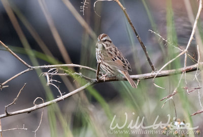 Song Sparrow