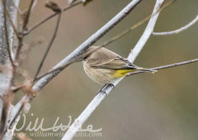 Palm Warbler