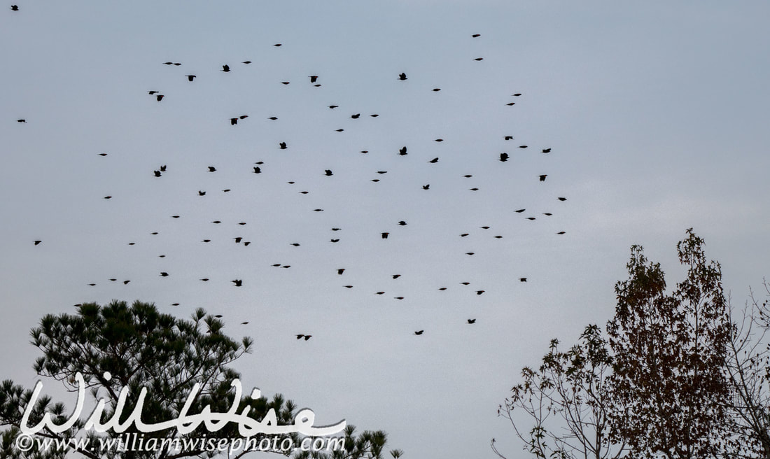 Red-winged Blackbird Picture