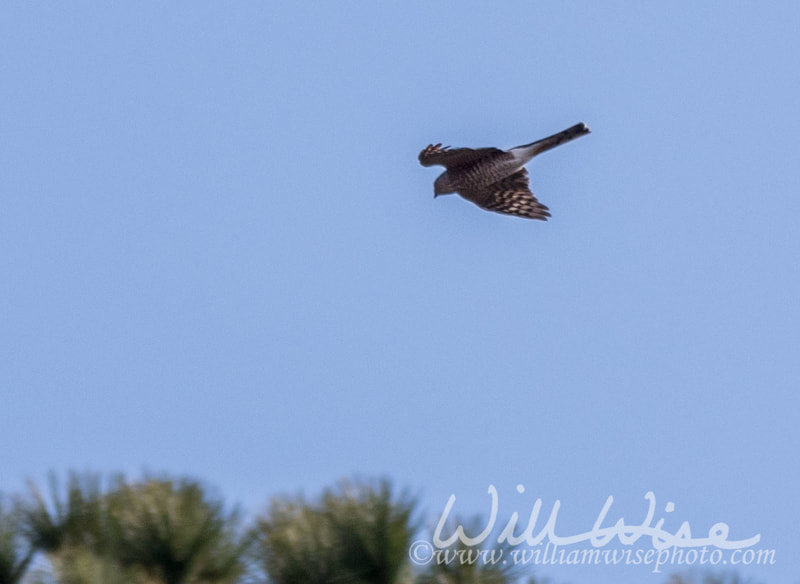 Sharp Shinned Hawk