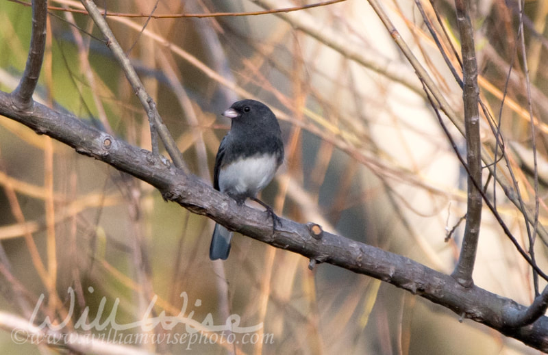 Dark Eyed Junco
