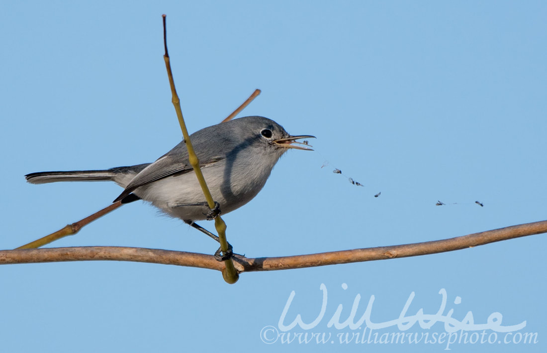Blue Gray Gnatcatcher Picture