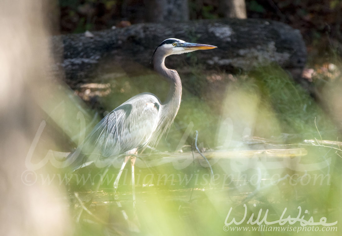 Great Blue heron Picture