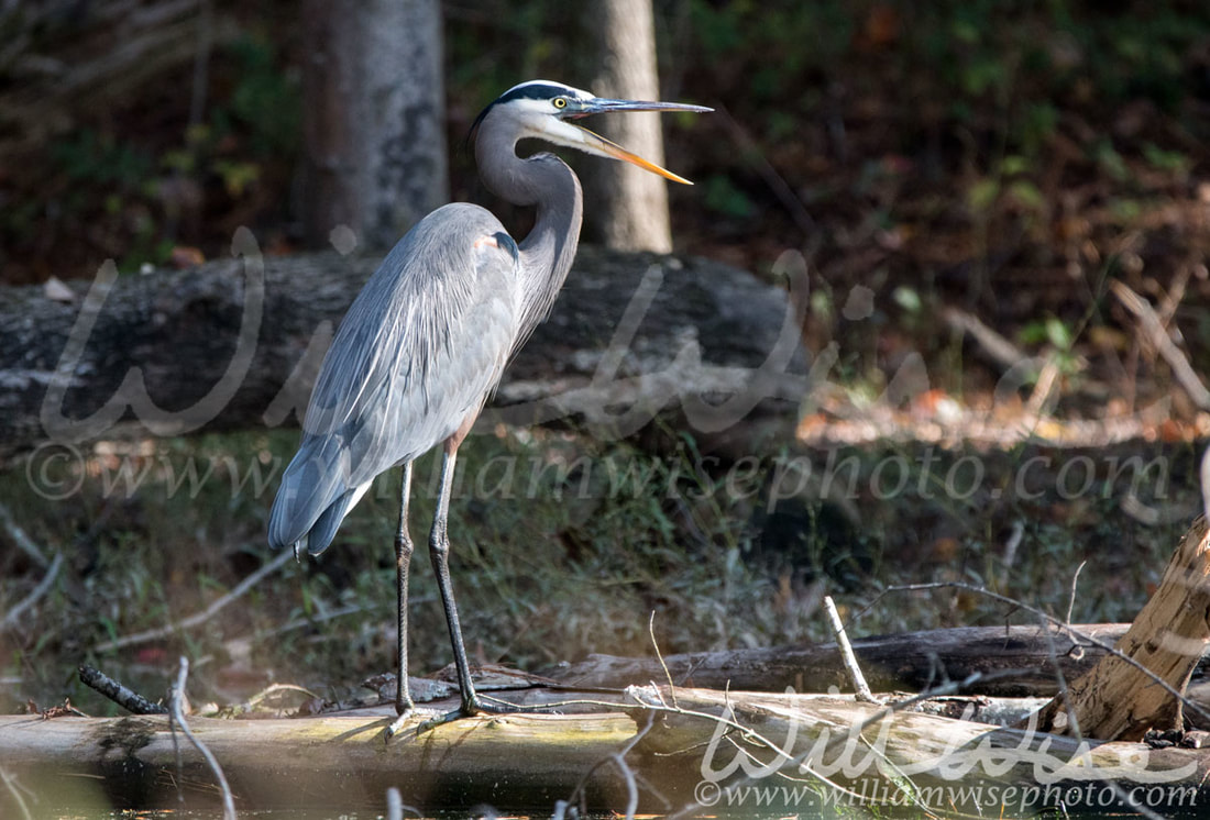 Great Blue Heron Picture
