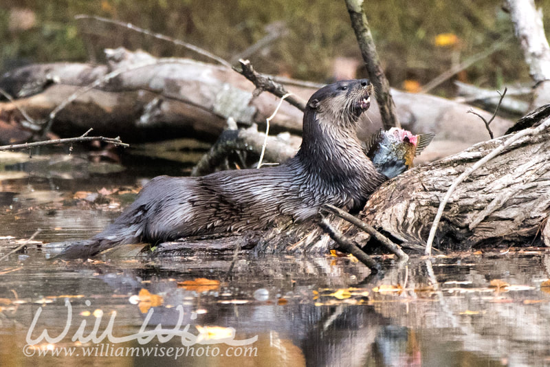 River Otter