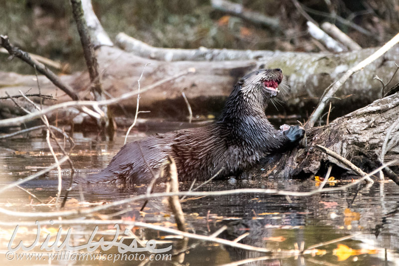 River Otter