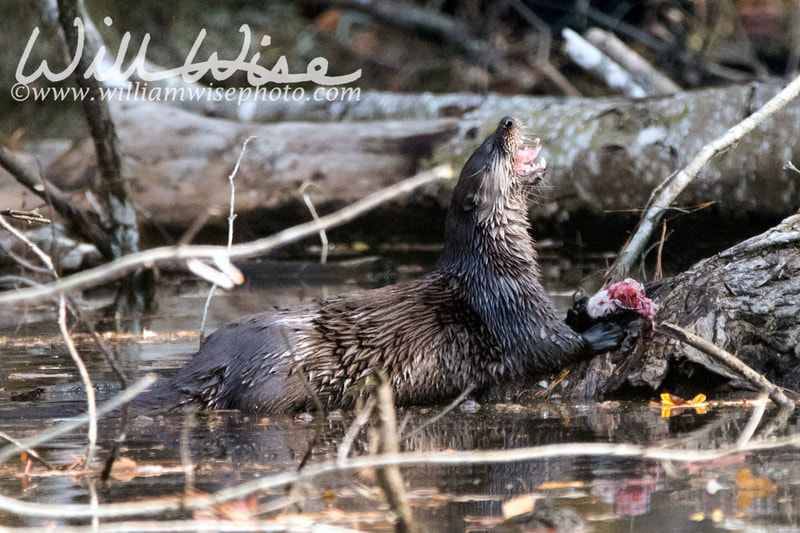River Otter; Walton County, Georgia. 