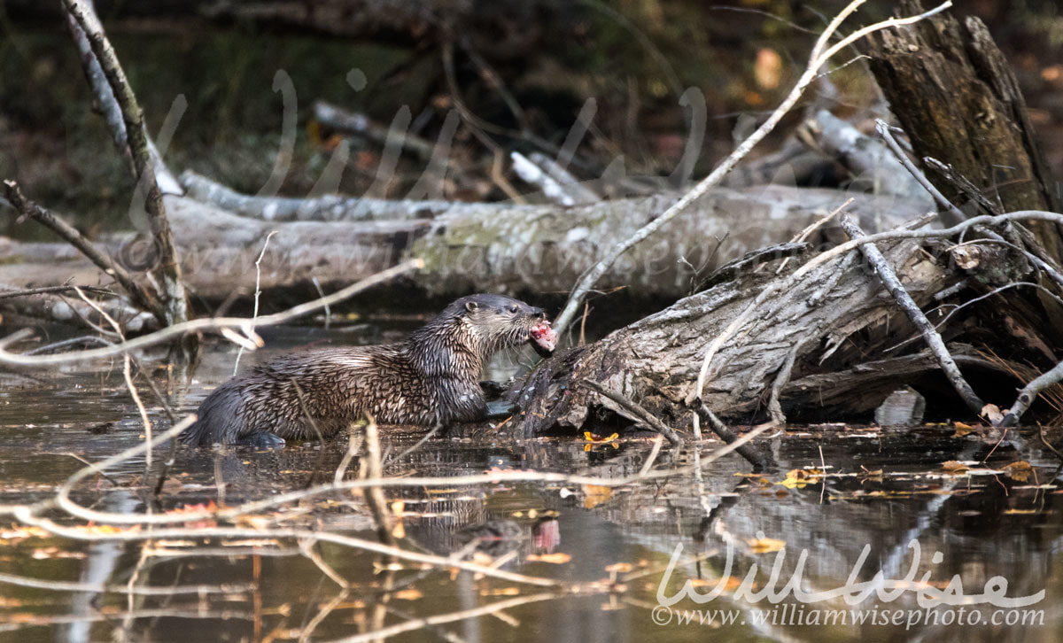 River Otter Picture