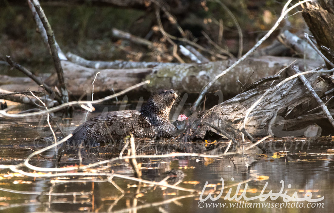 River Otter Picture